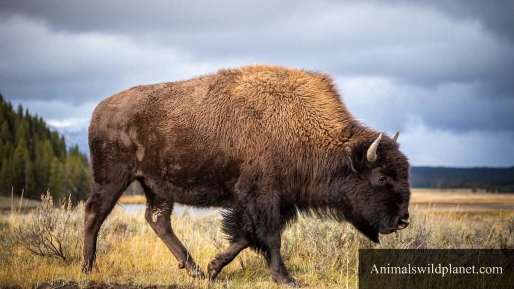 top 10 dirtiest animal in the world