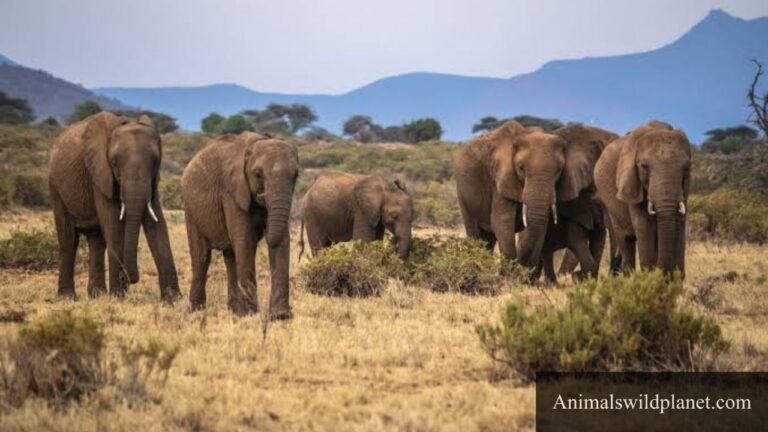 Animals That Drink a Lot of Water