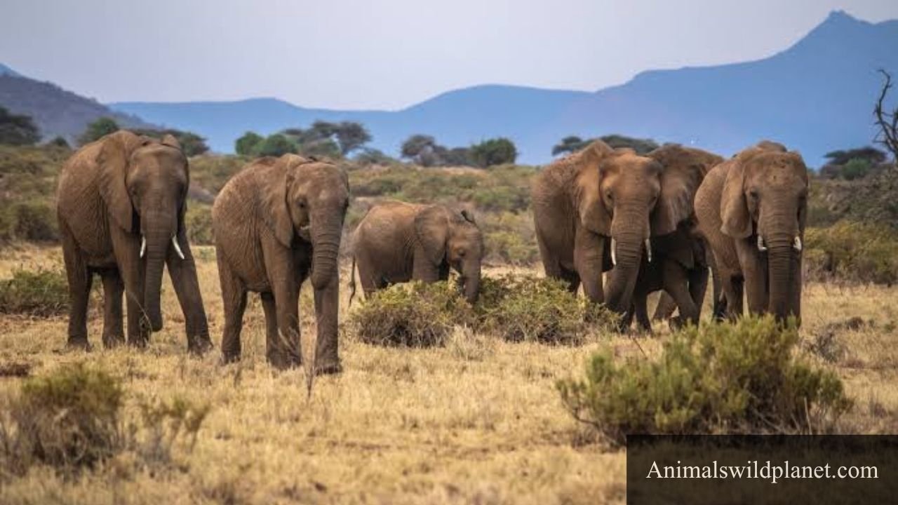 Animals That Drink a Lot of Water