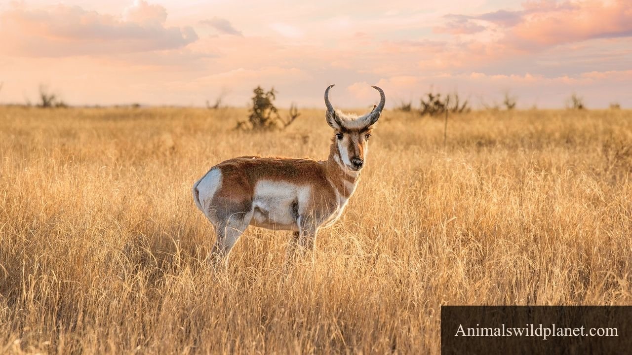 Animals That Eat Cactus