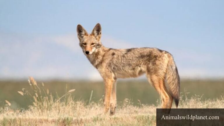 Animals That Eat Squirrels