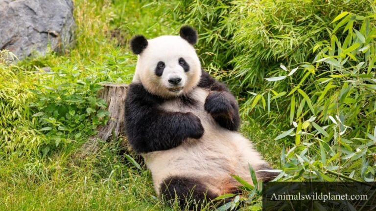 Animals That Have Lowest IQ