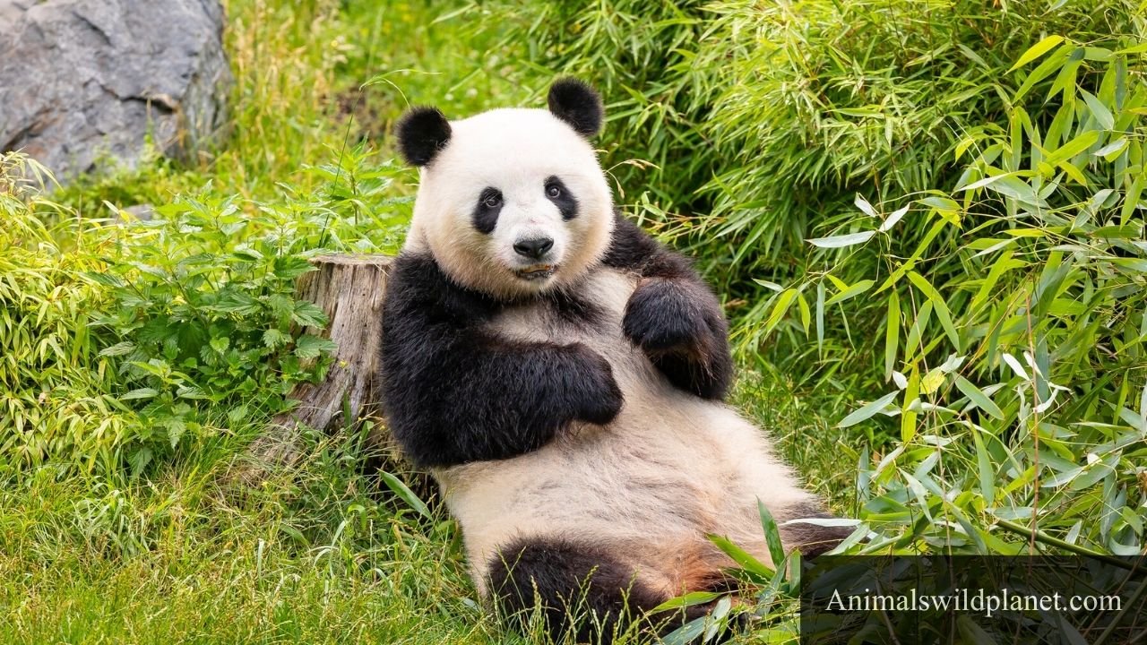 Animals That Have Lowest IQ