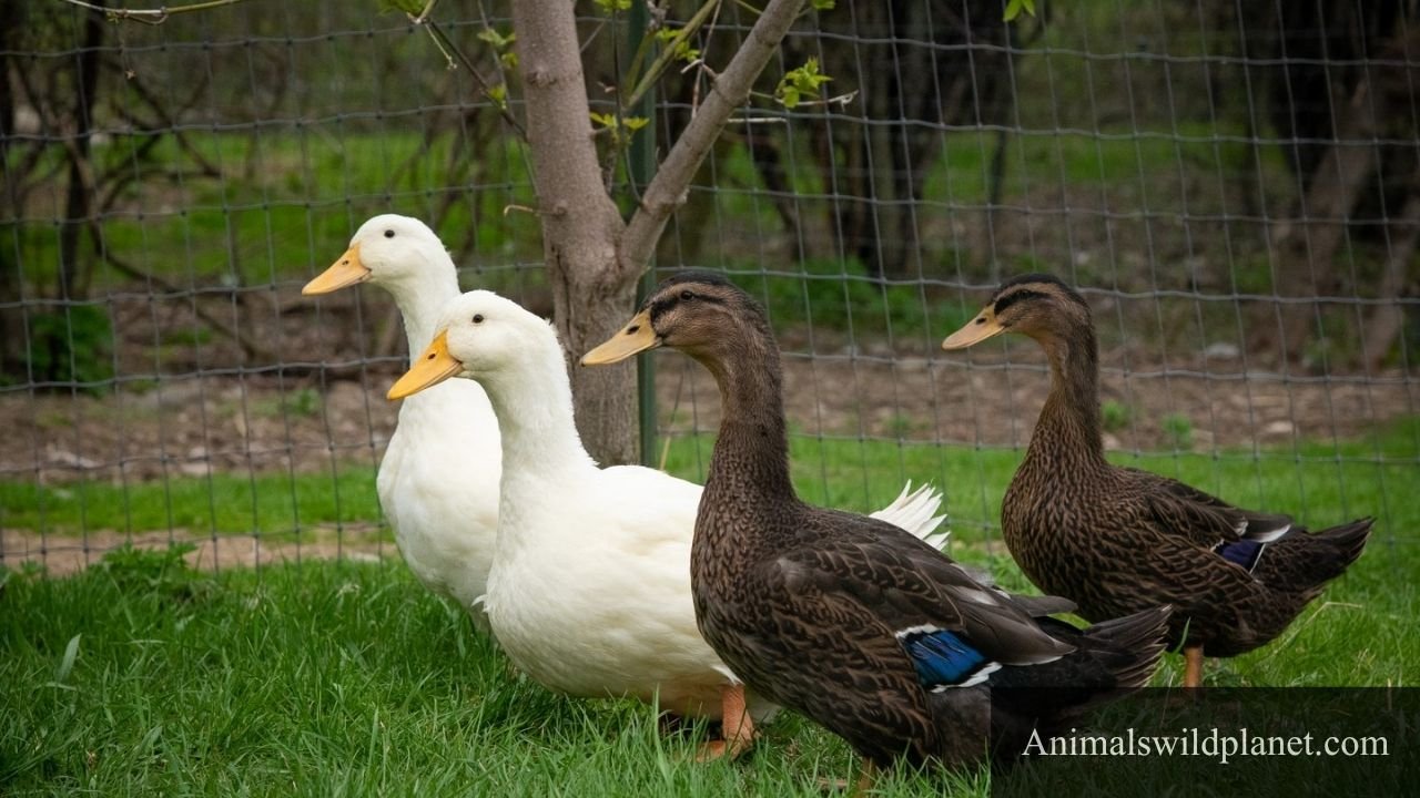 Animals That Waddle