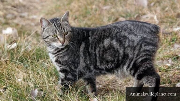 Animals With No Tails