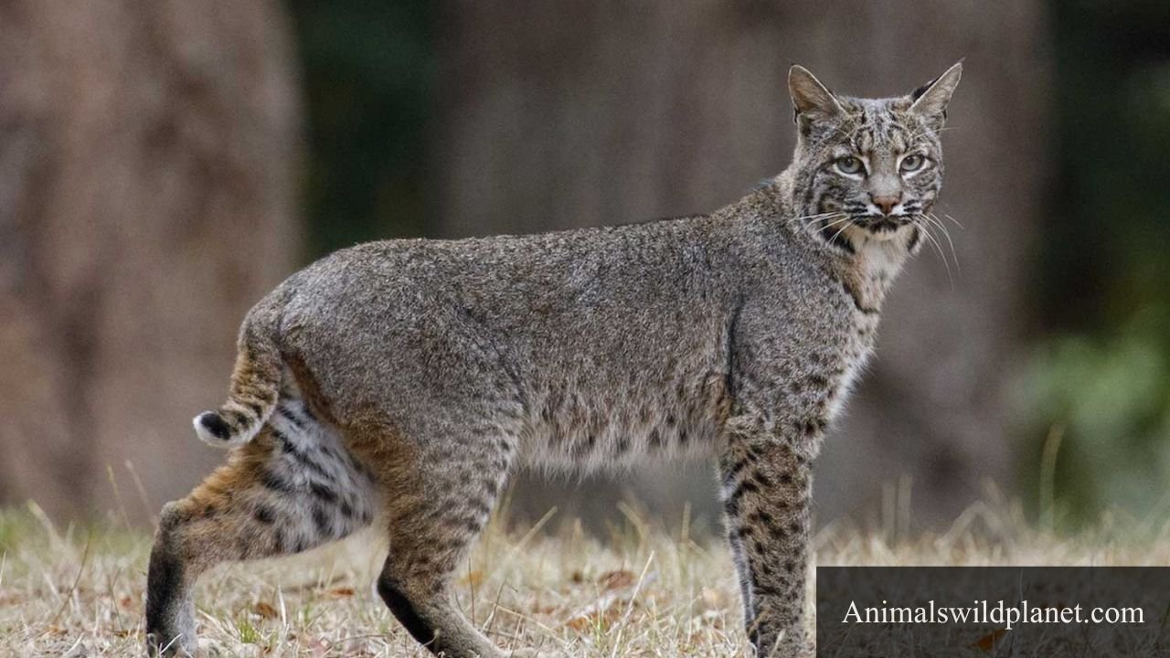 Animals With Short Tails