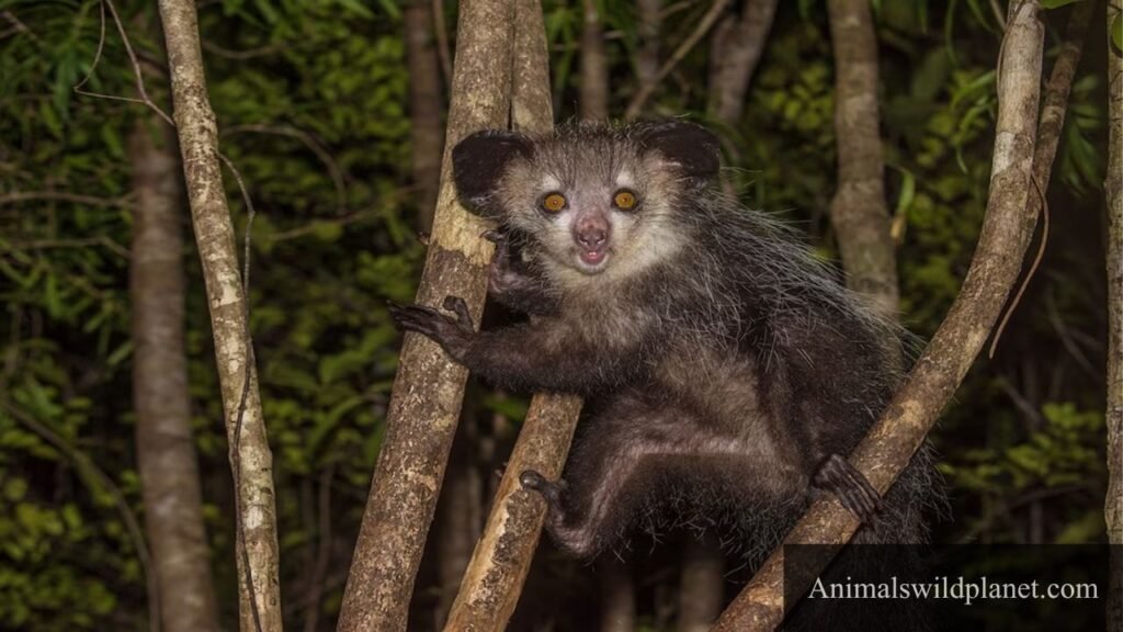 what animals eat coconut trees in the rainforest