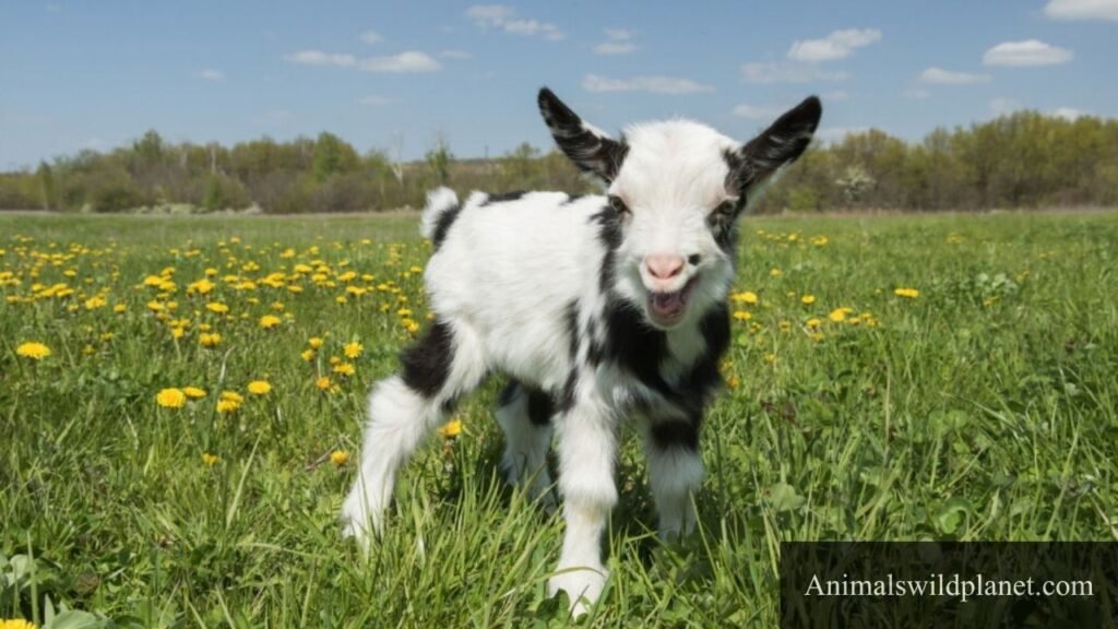animals that have a lot of energy