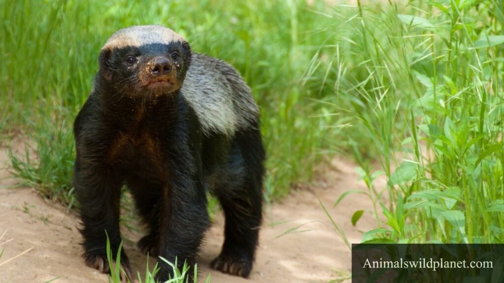 what are the most stubborn animals