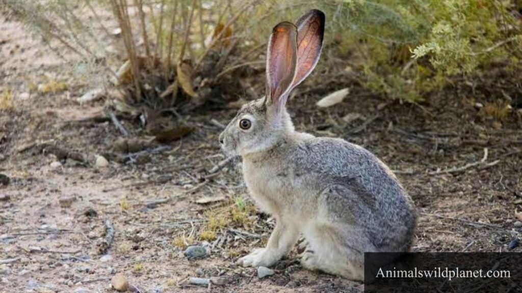 animals that eat cacti