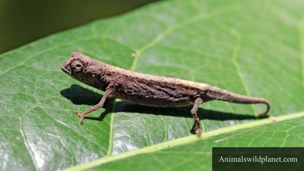 slender animals
