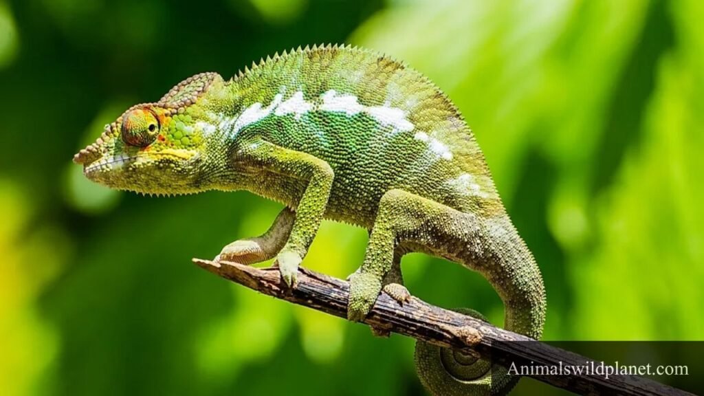 animals that are patient