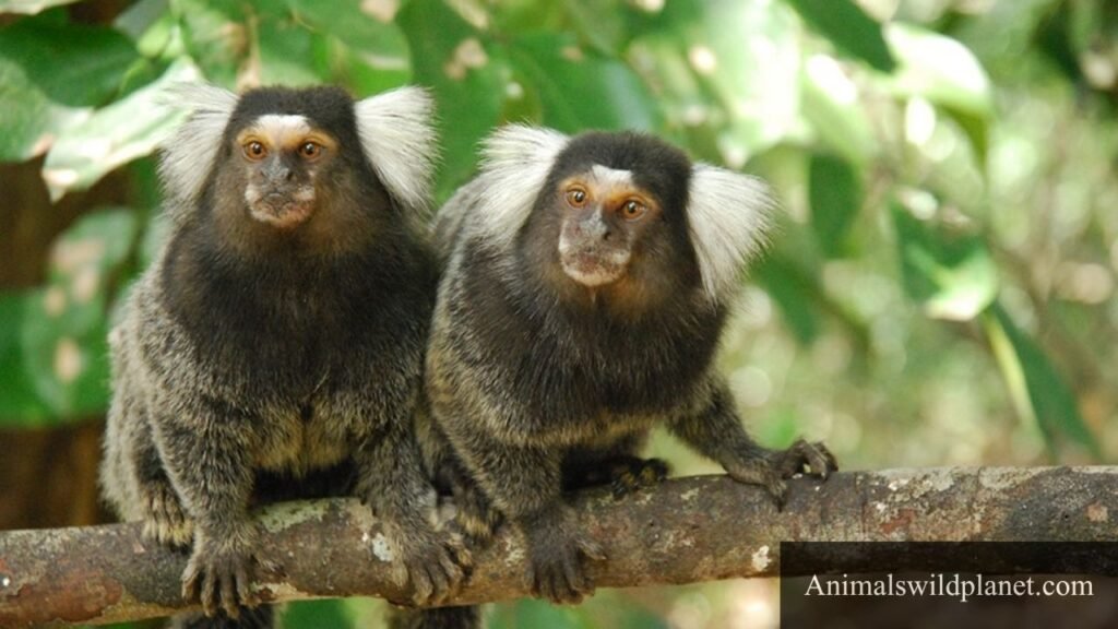 tiny monkey breeds