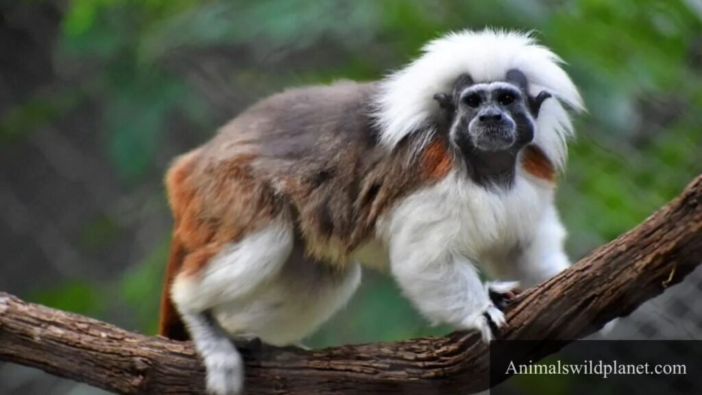 small monkeys breeds