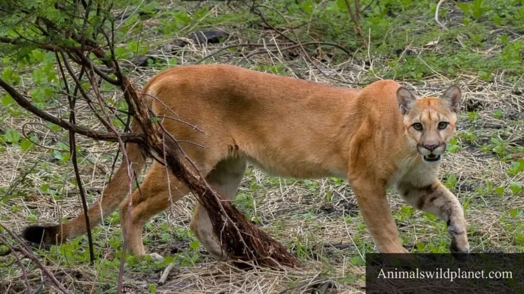 animals that travel alone