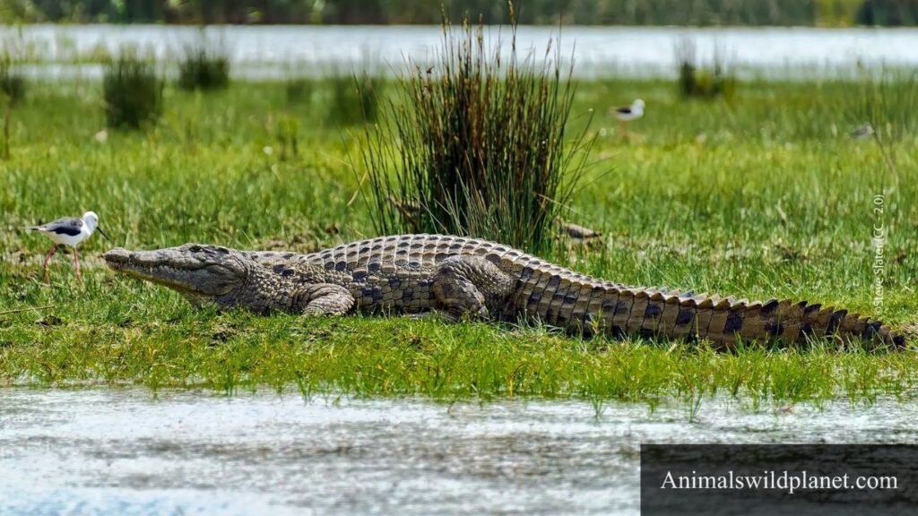 what animal has the most patience