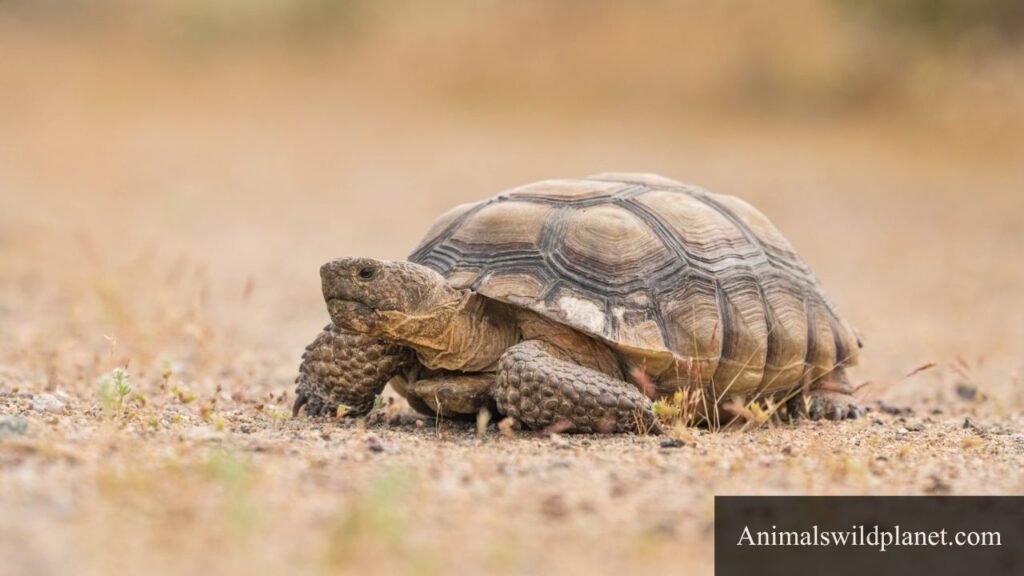 what animals eat cactus