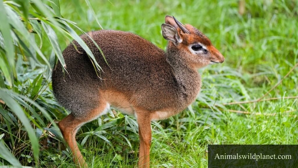 timid animals