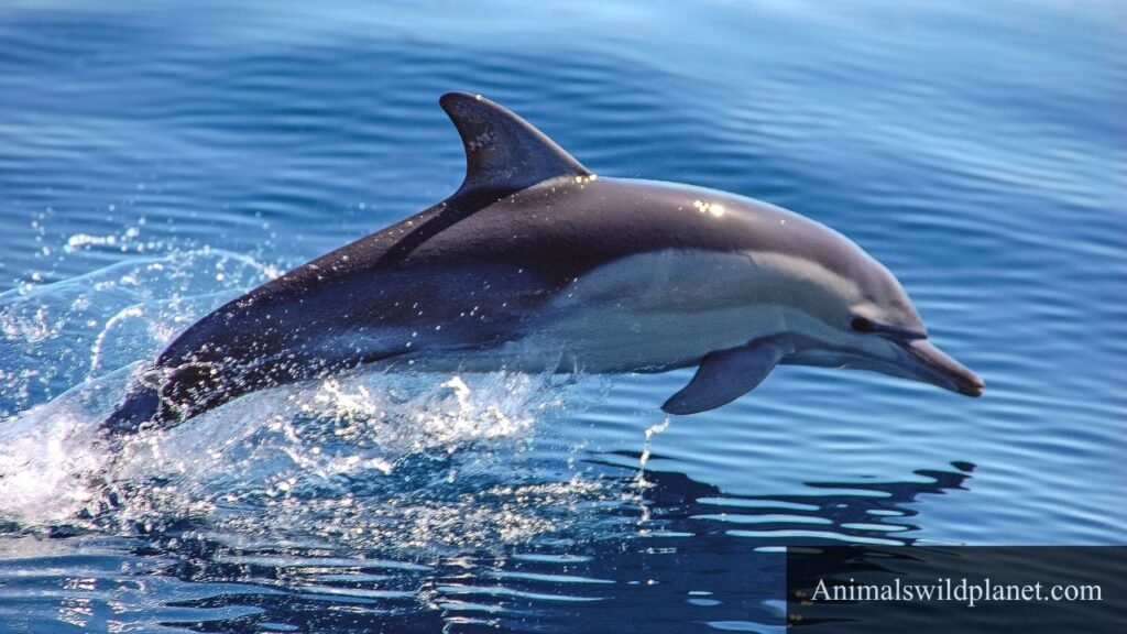 hyper animals