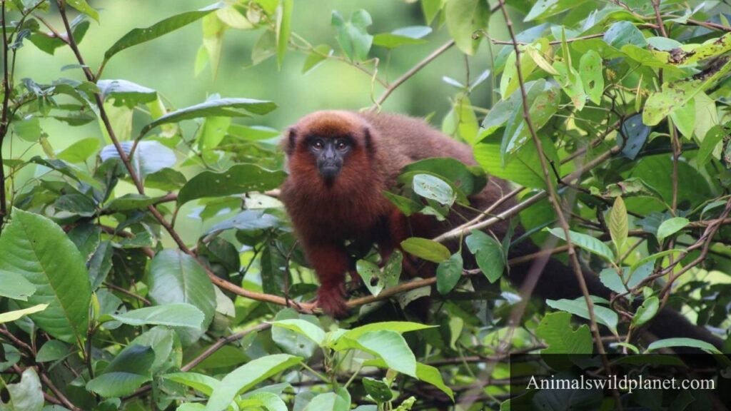 little monkey species