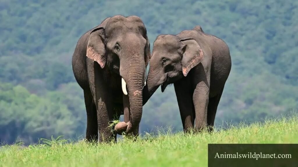 animals that represent patience