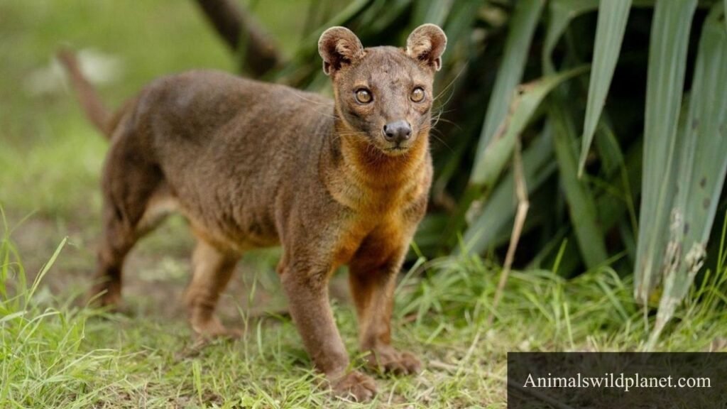 what animals are shy