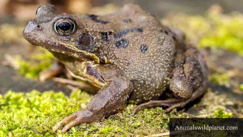 animals that don't have tails