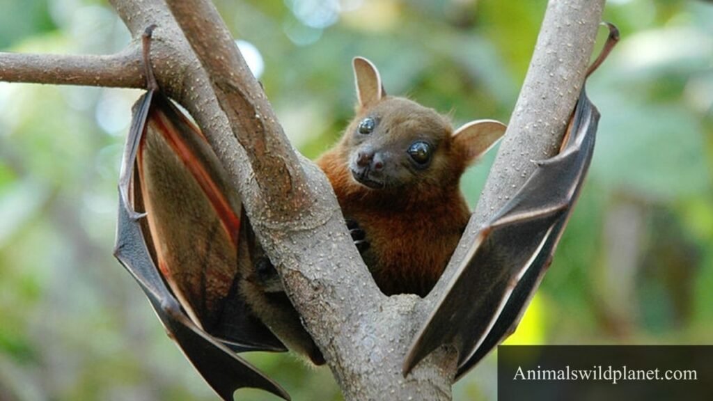 what animal eats coconuts