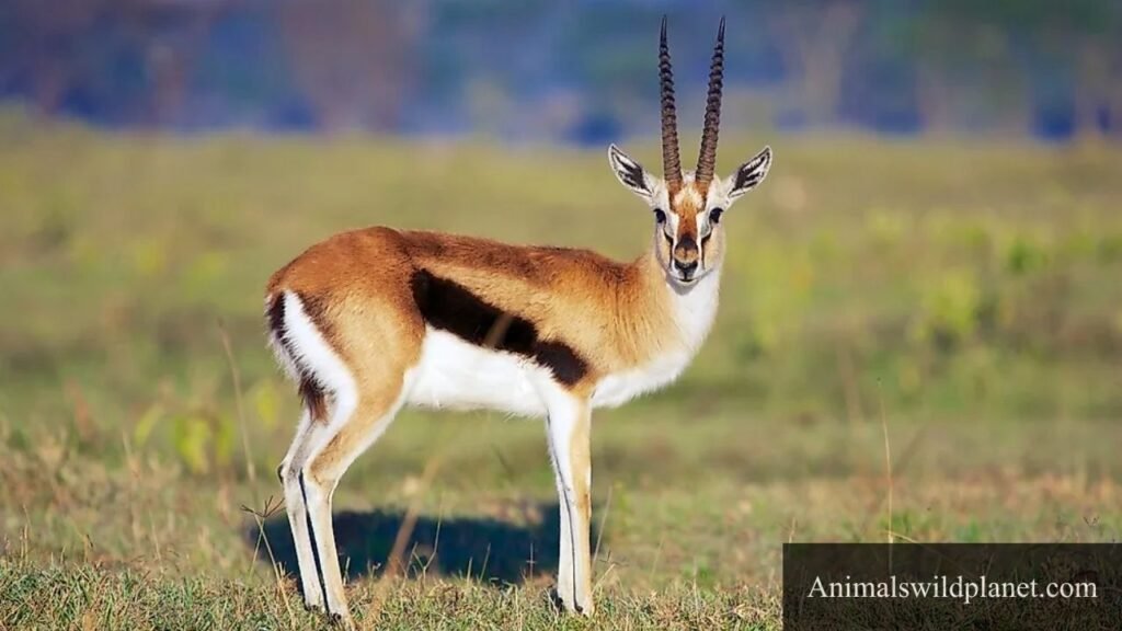 lanky animals