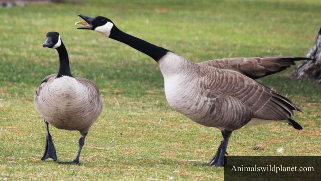 waddling animals