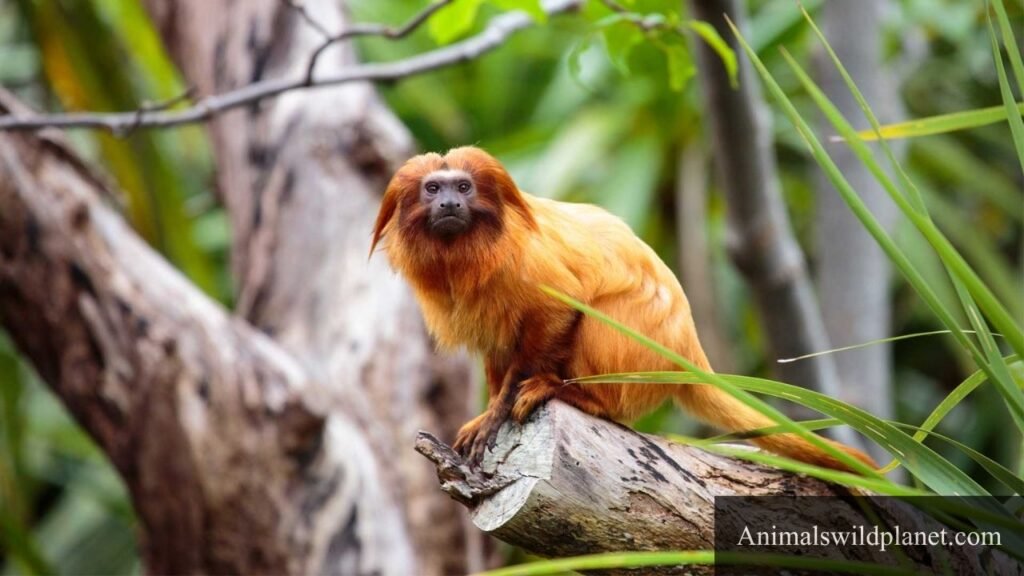 small pet monkey breeds