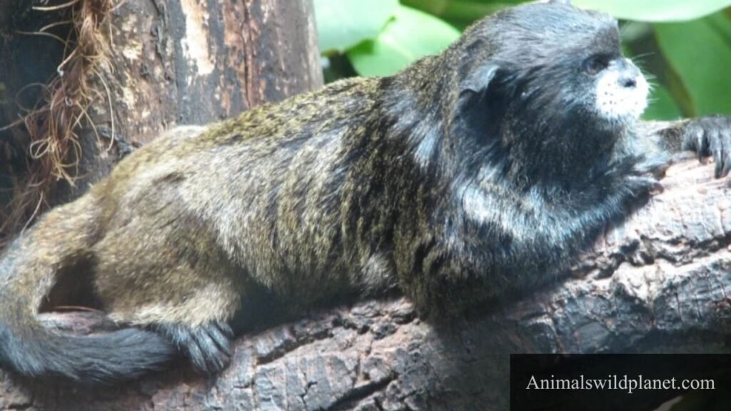 little monkey breeds