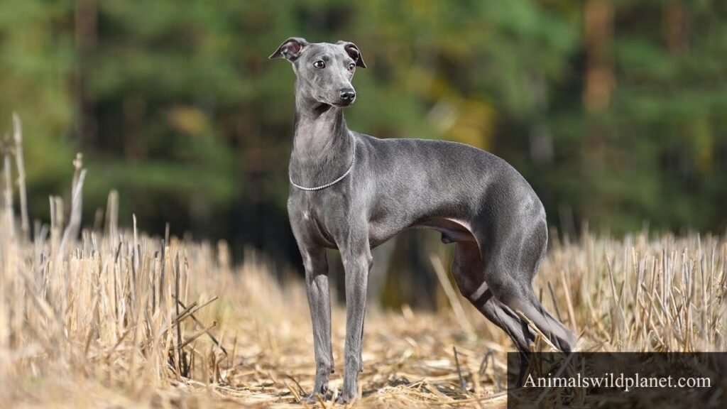 tall skinny animals