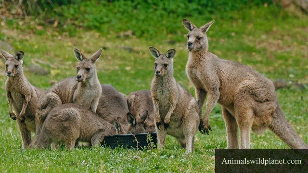 animals with lots of energy