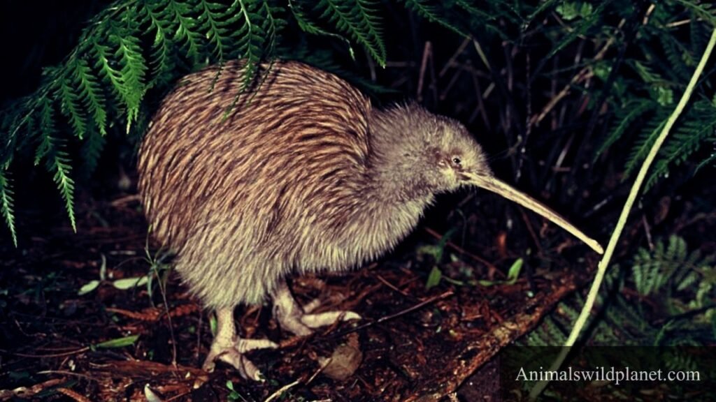 timid animal
