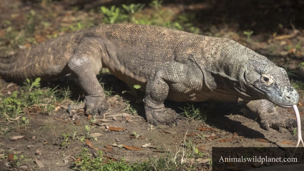 animals that have most patience