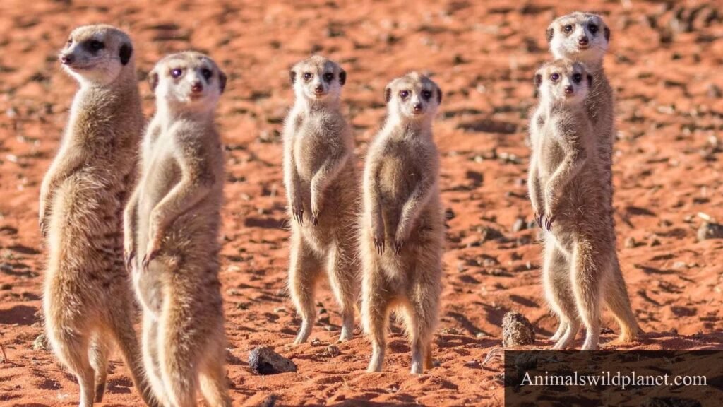 skinny creatures