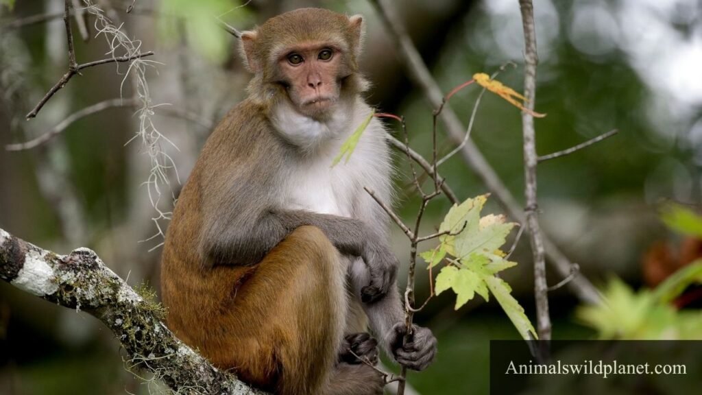 Animals That Likes To Eat Coconuts
