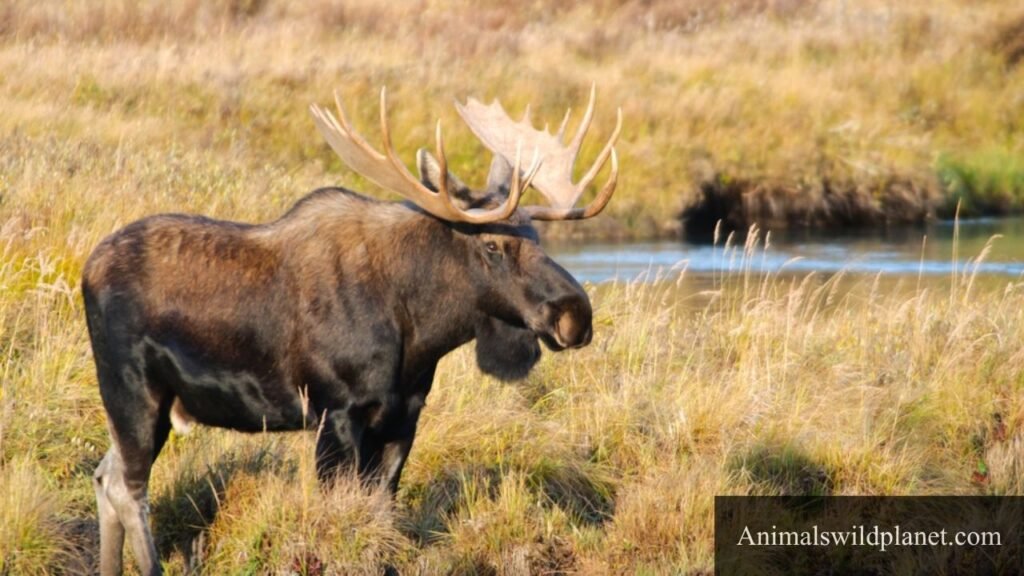 animal that drink a lot of water