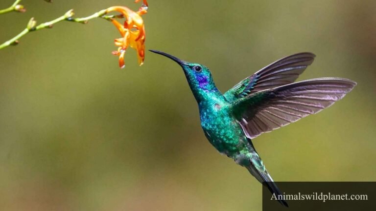 Most Energetic Animals