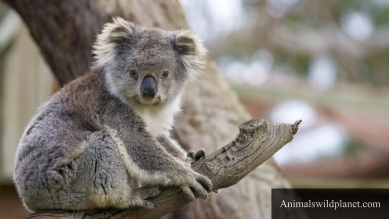 Most Independent Animals