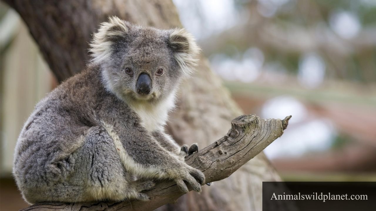 Most Independent Animals