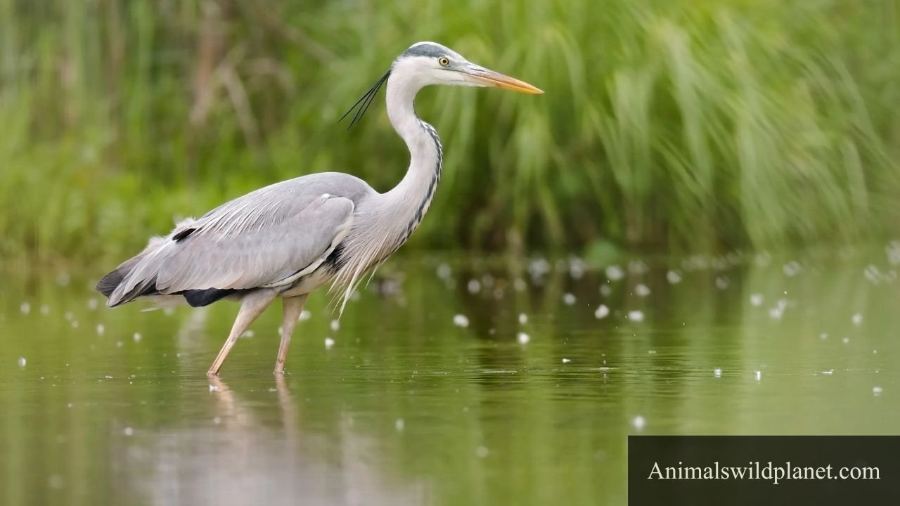 Most Patient Animals In The World