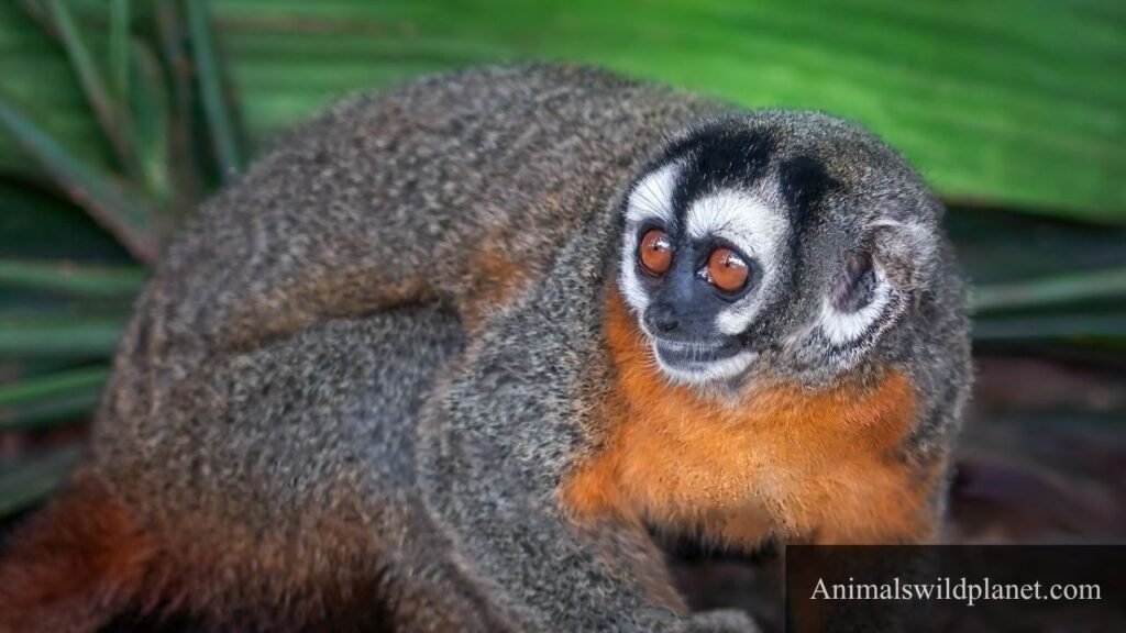cute small monkey breeds