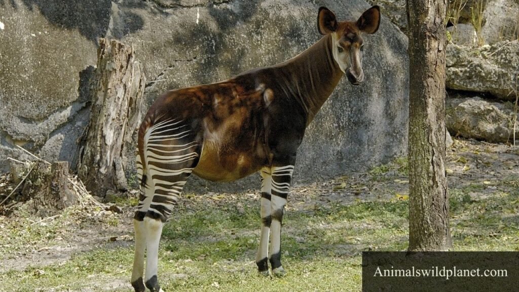 shy animals name