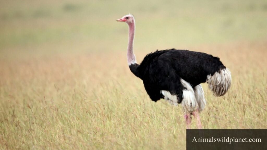 animals with the lowest iq