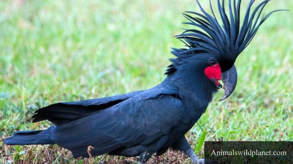 Animal That Eat Coconuts