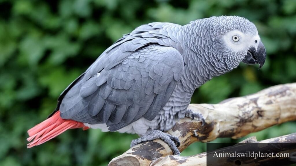 what animal likes oranges