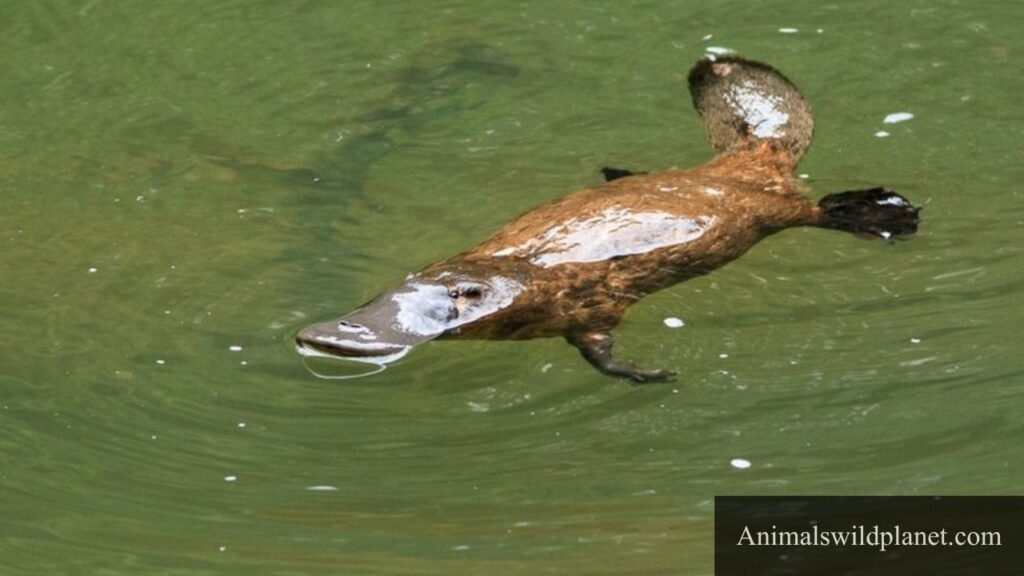 what animals travel alone