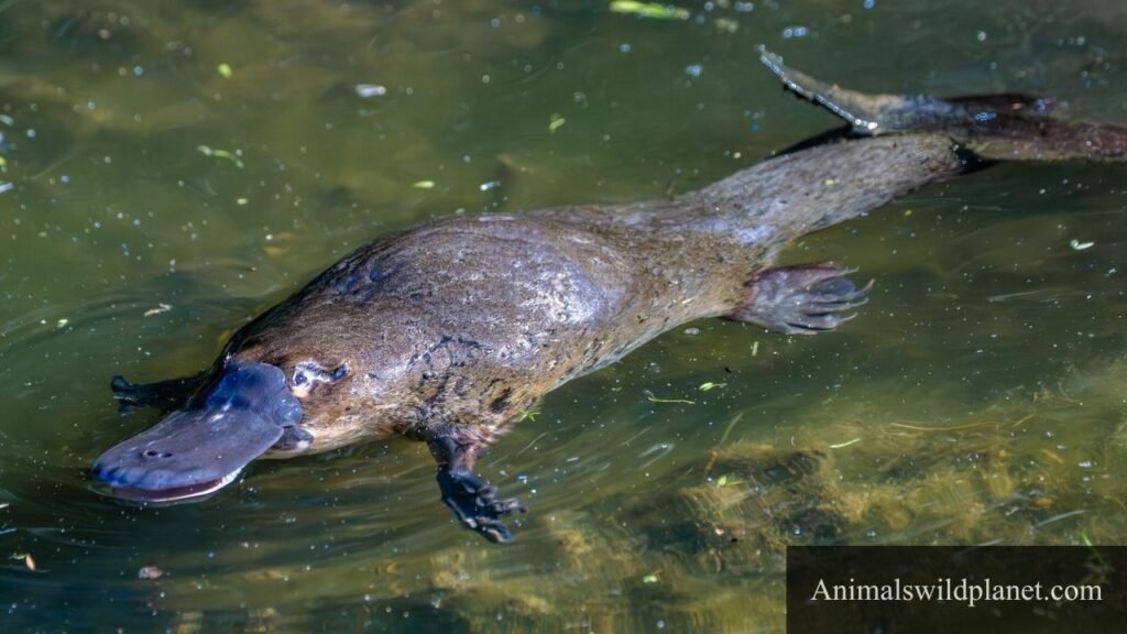 animals that move by waddling
